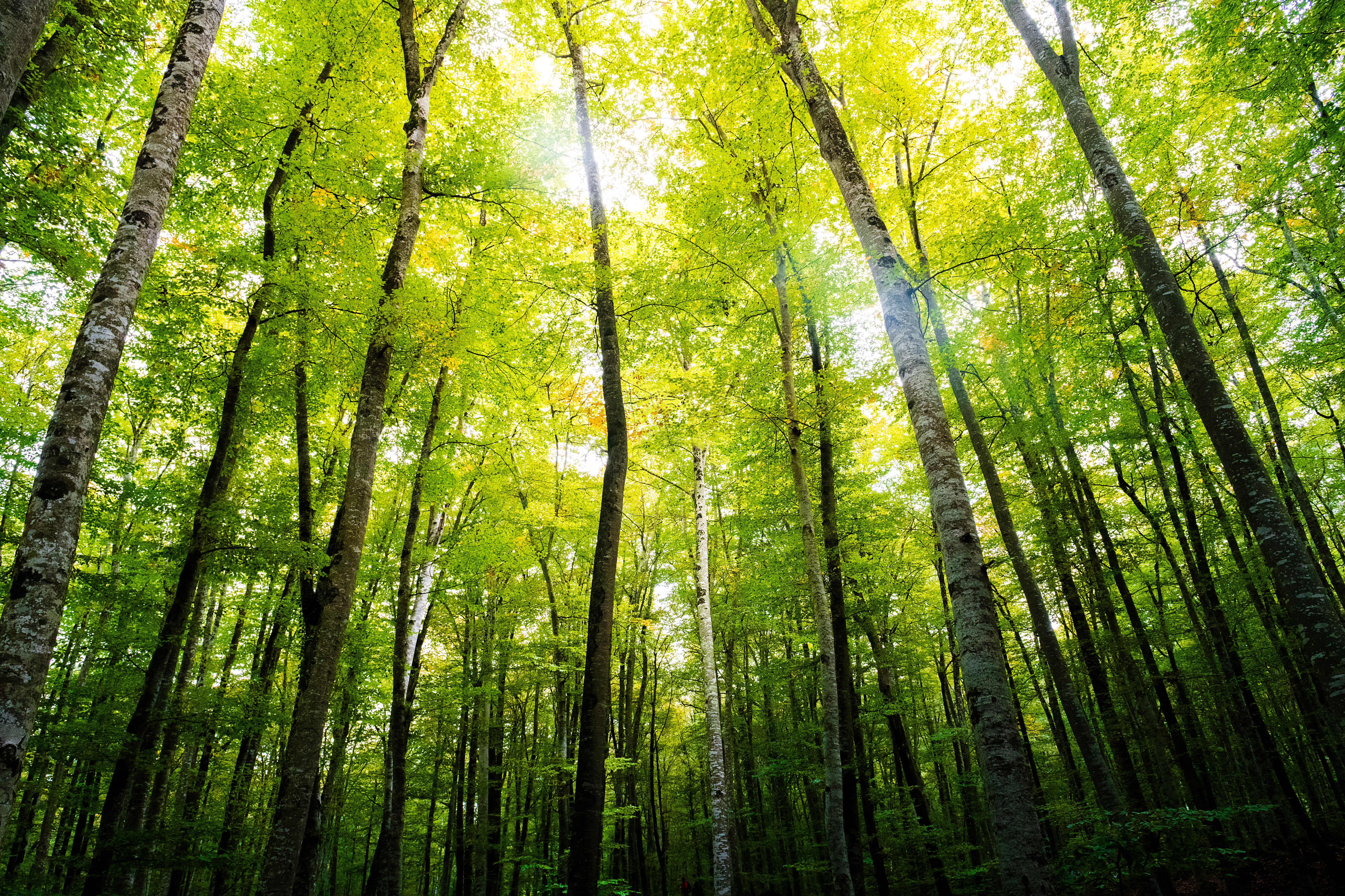 AdobeStock_383540825