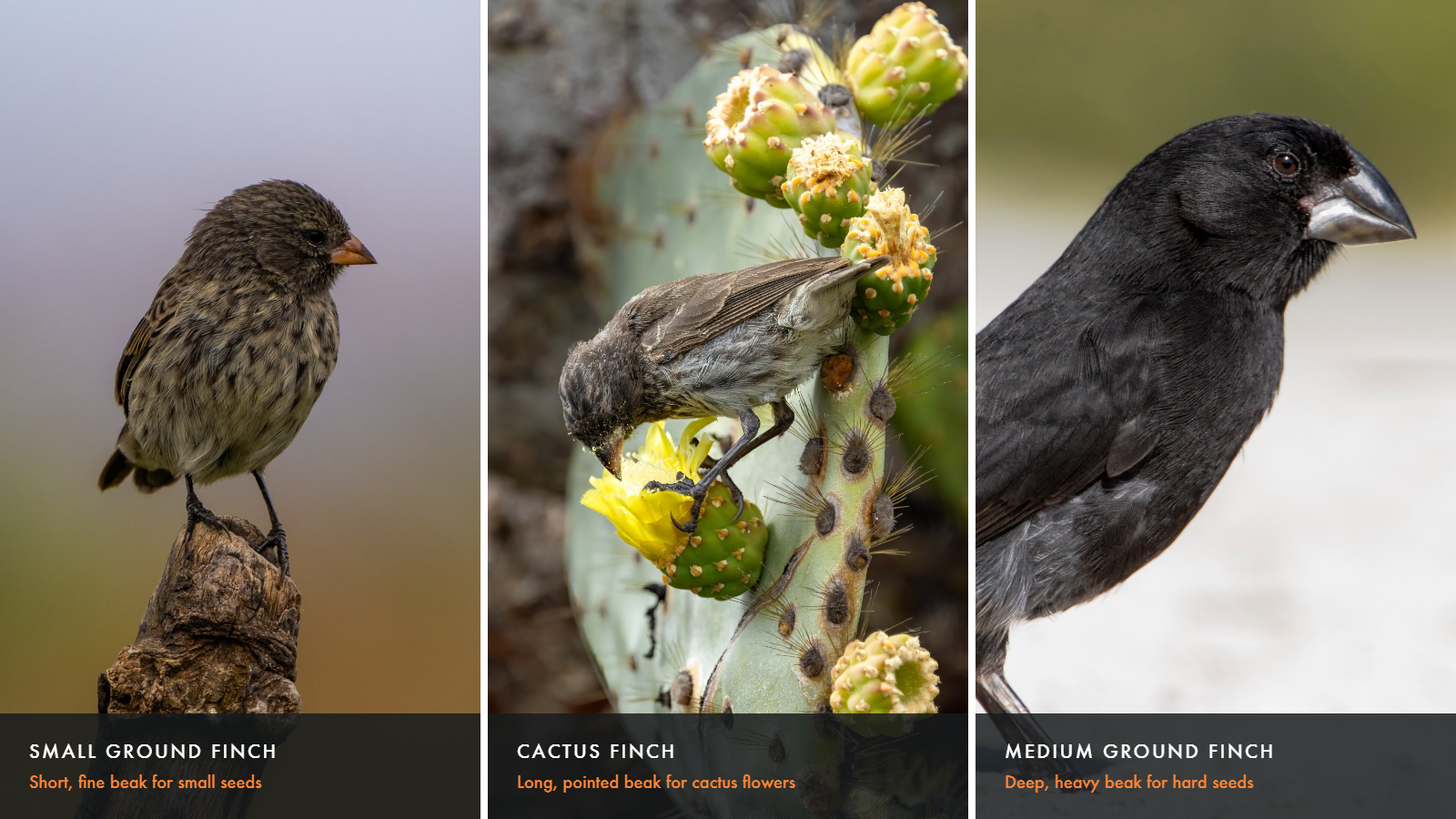 Three Galápagos finches side by side, each with a differently shaped beak: a small ground finch with a short, fine beak, a cactus finch feeding on a yellow prickly pear flower with its long, pointed beak, and a black medium ground finch with a deep, heavy beak.
