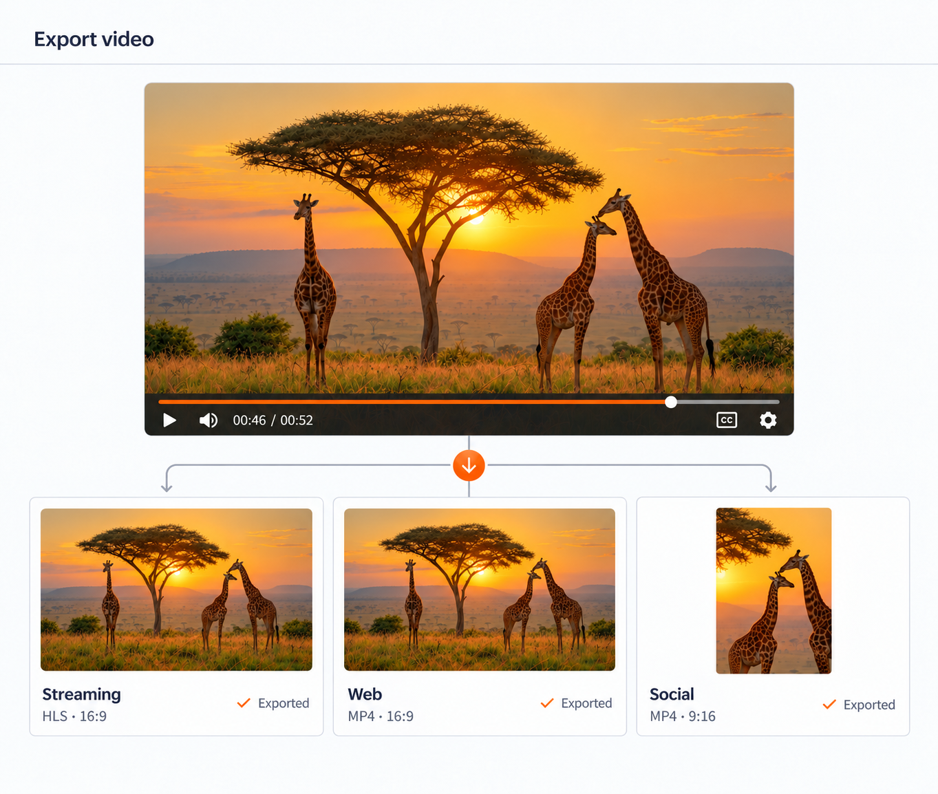 Giraffe sunset video export workflow