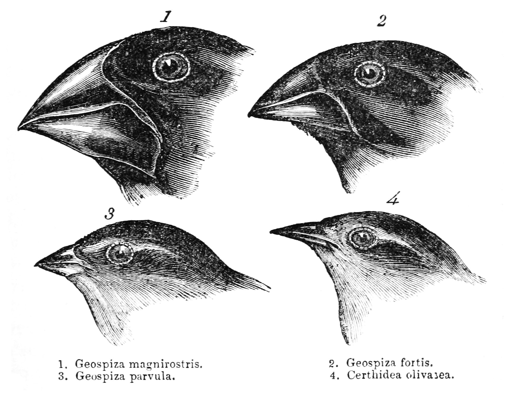 Bird beak adaptations