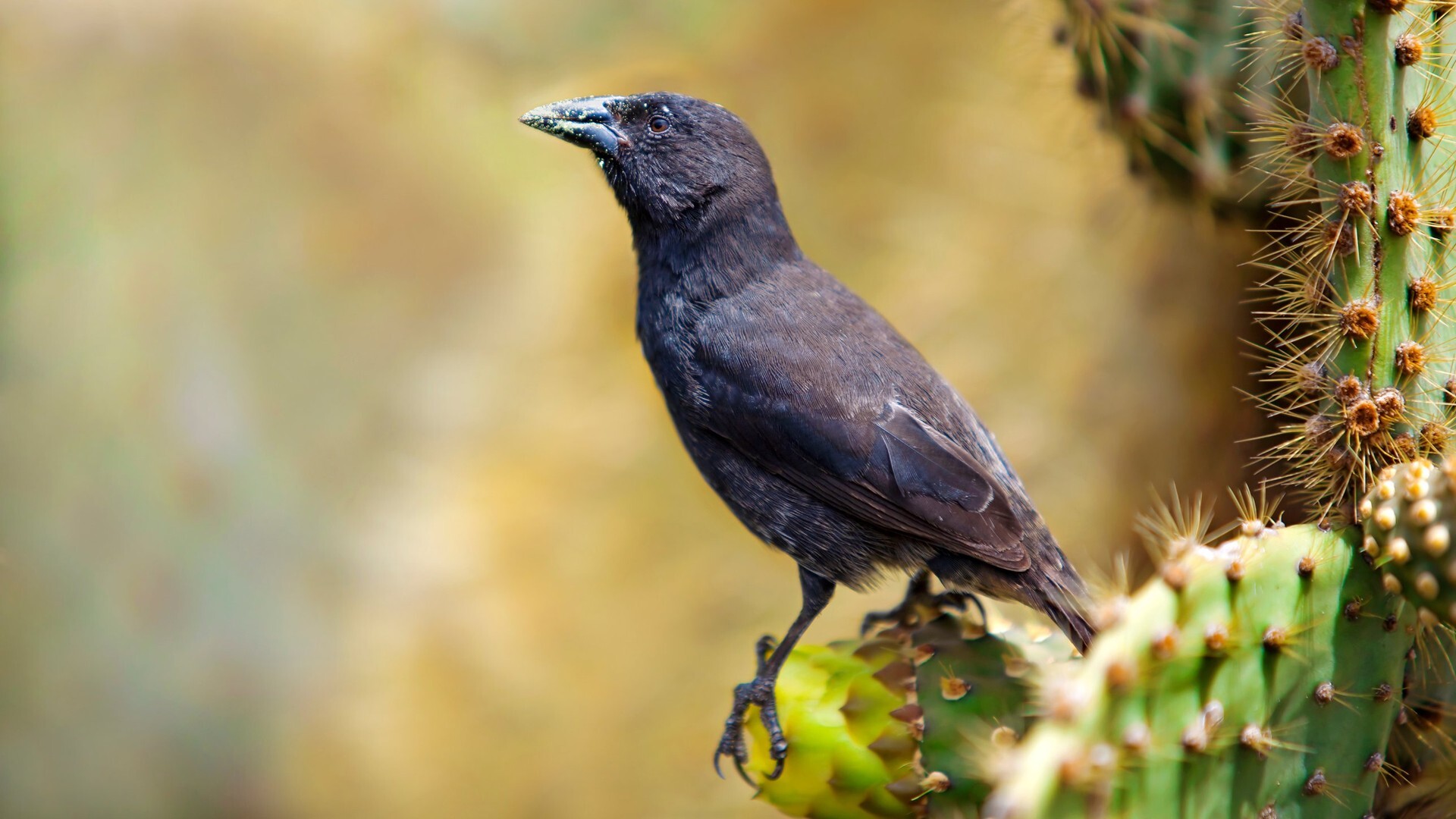 A black cactus finch perched on a prickly pear cactus in the Galápagos Islands, its long, pointed beak dusted with pollen.
