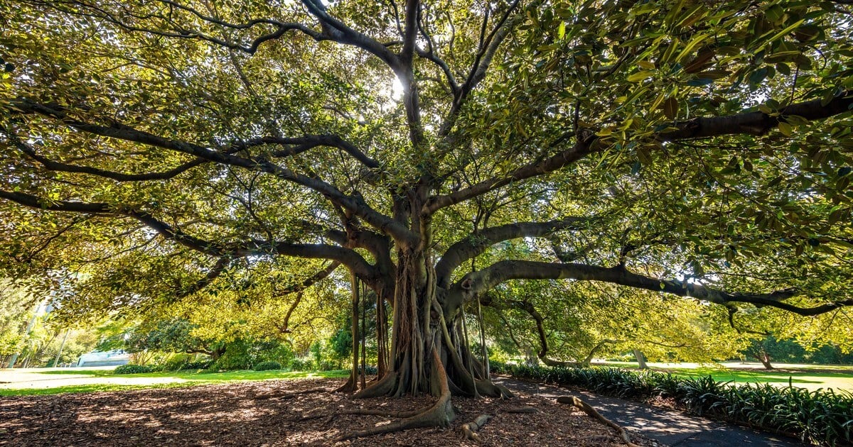 A large fig tree with aerial roots and wide-spreading branches in a sunlit park.
