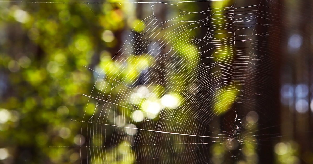 Sunlit spider web strung between trees, its silk threads glowing against a blurred green and brown forest background.
